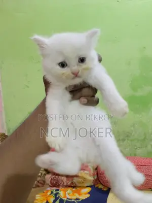 0-1 Month Female Purebred Persian
