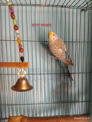 Female Budgerigar