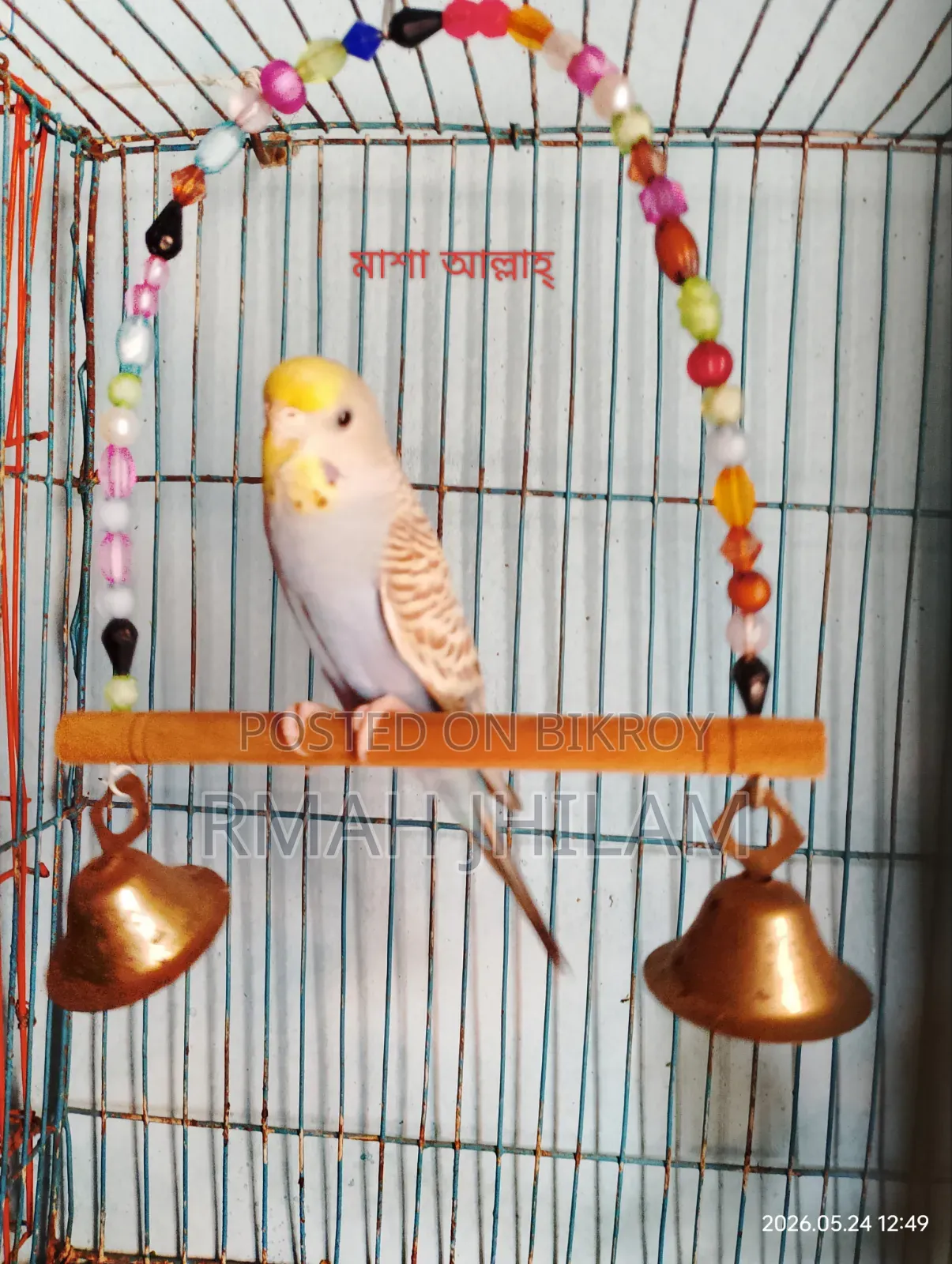Female Budgerigar