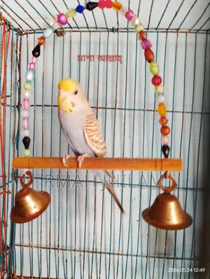 Female Budgerigar