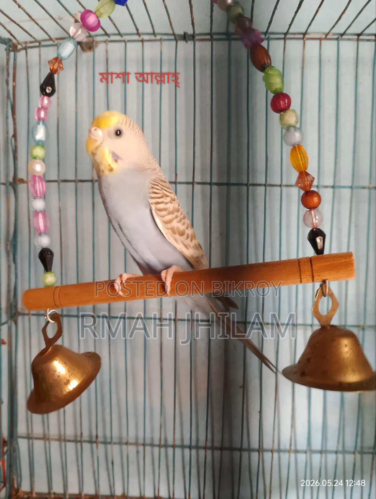 Female Budgerigar