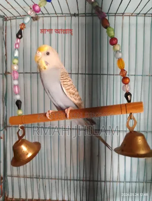Female Budgerigar