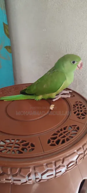 Ringneck Tiya