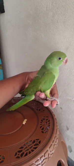 Ringneck Tiya