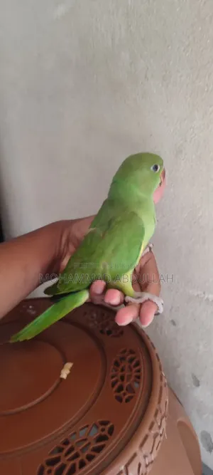 Ringneck Tiya