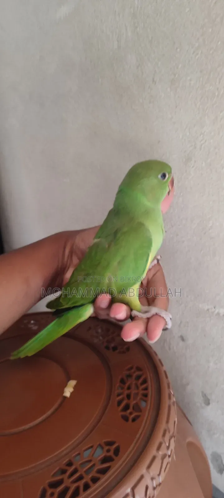Ringneck Tiya
