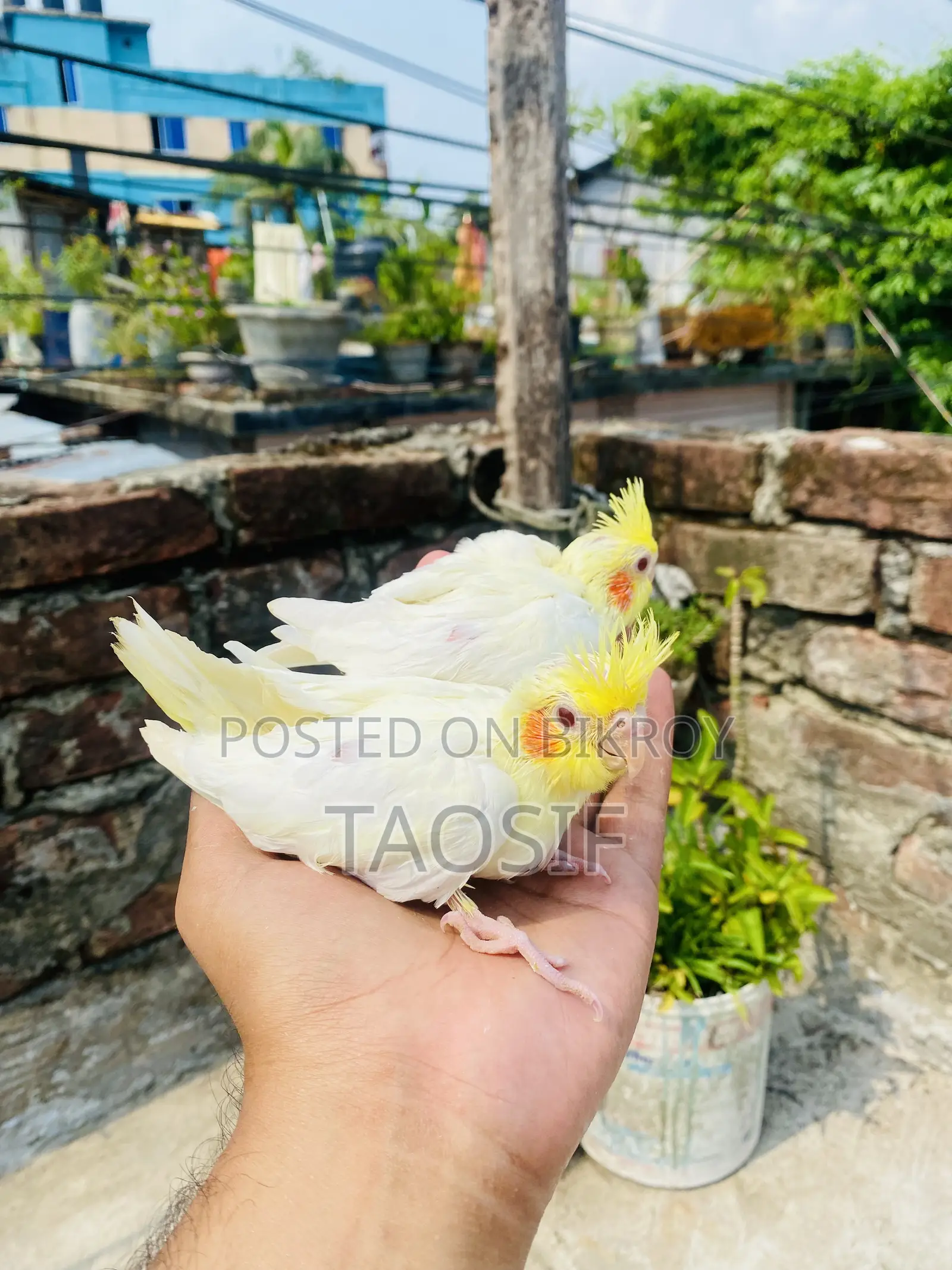 লুটিনো ককাটেল বেবি