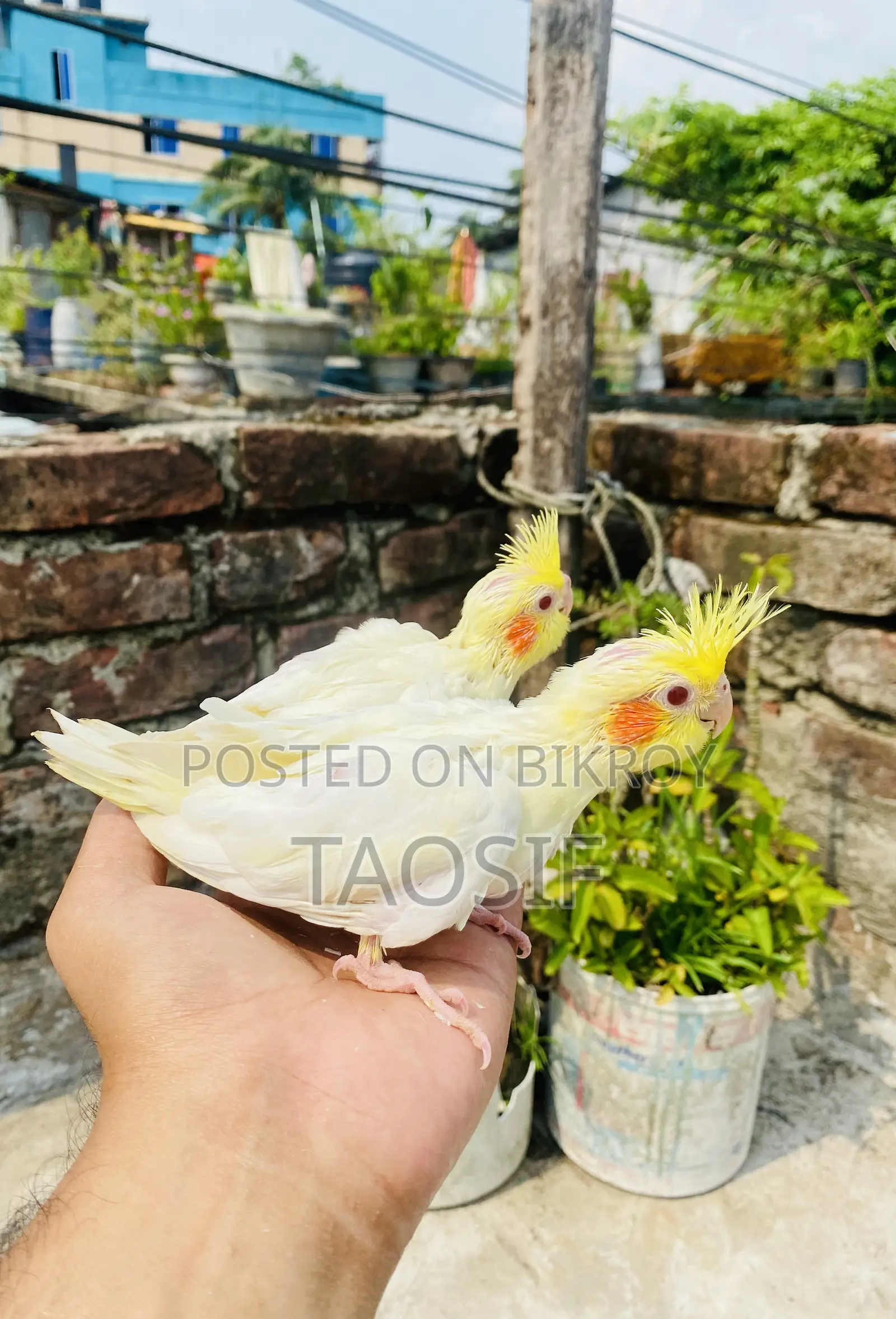 লুটিনো ককাটেল বেবি