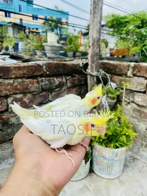 লুটিনো ককাটেল বেবি
