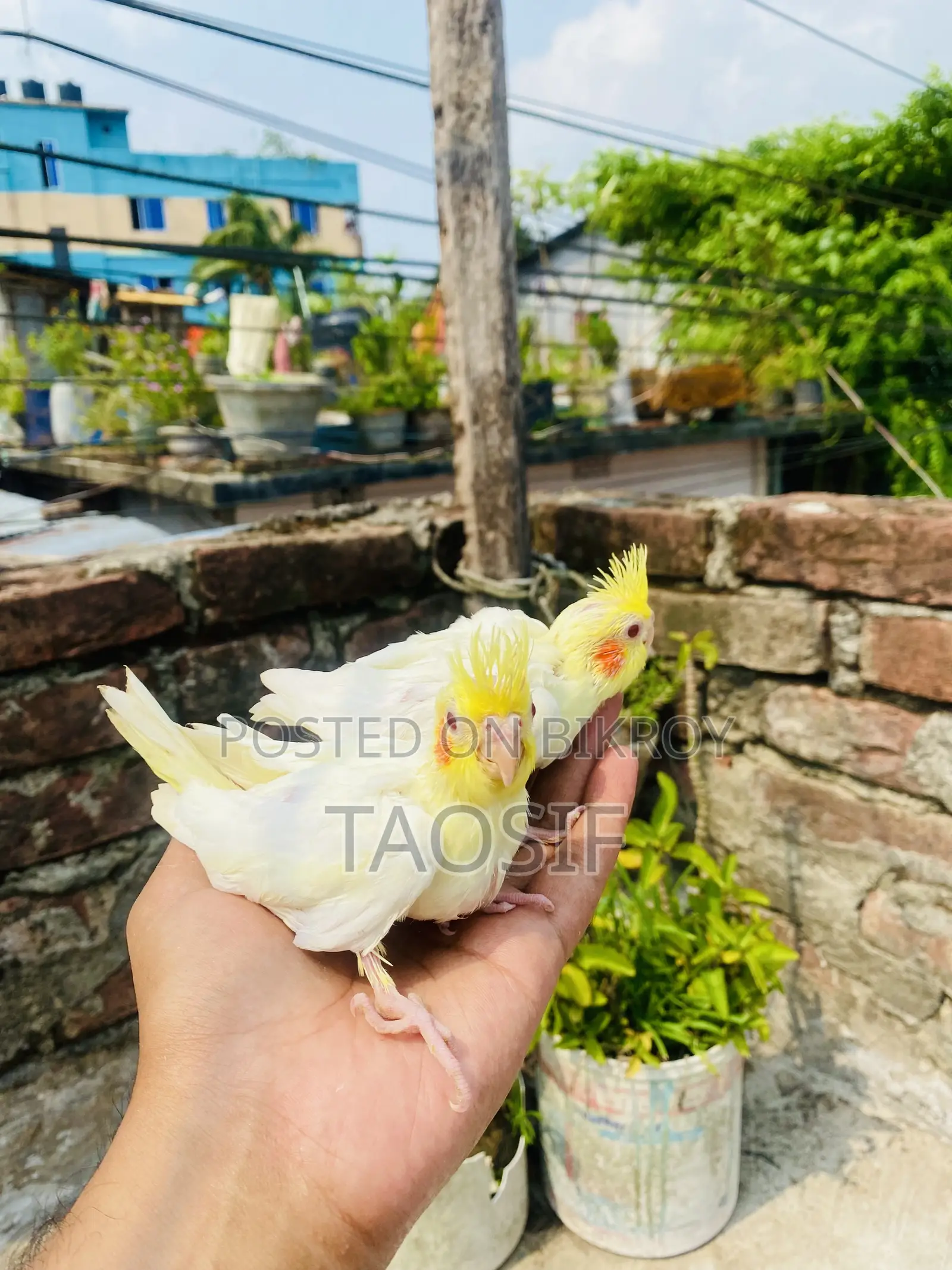 লুটিনো ককাটেল বেবি