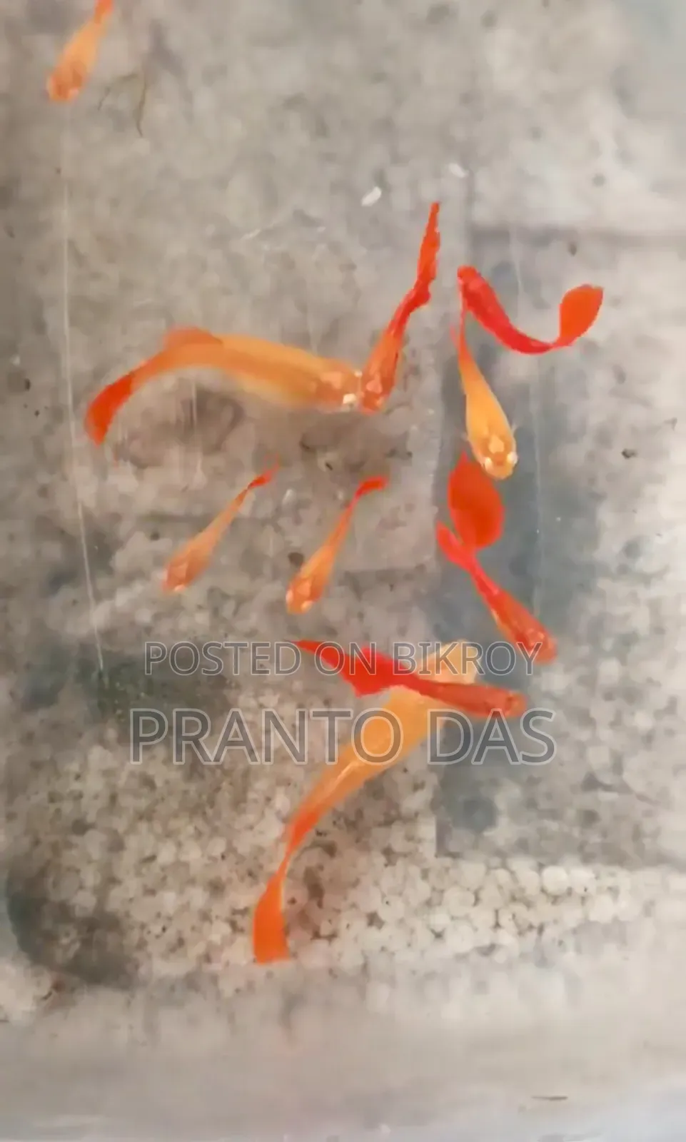 Red Moscow Guppy Brood Size