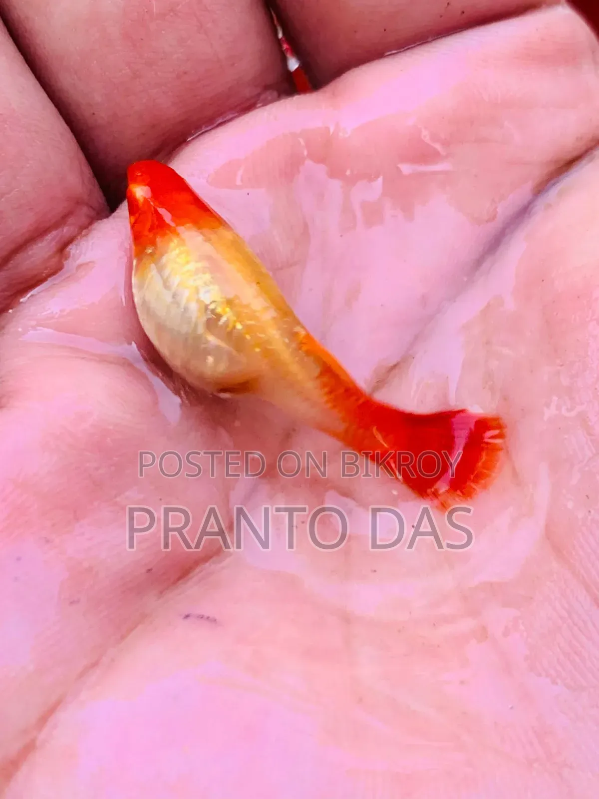 Red Moscow Guppy Brood Size