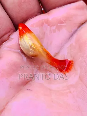 Red Moscow Guppy Brood Size