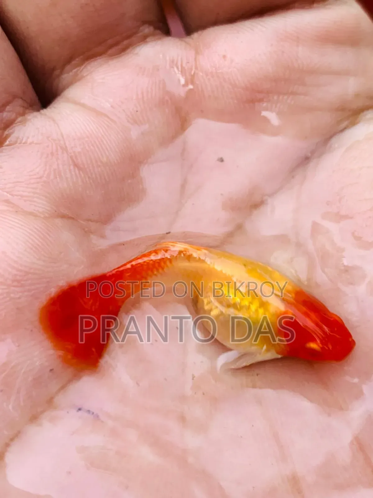 Red Moscow Guppy Brood Size