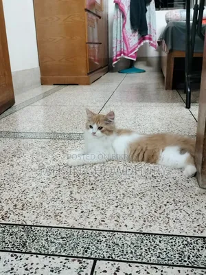 3-6 Months Male Purebred Persian