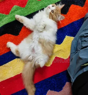 3-6 Months Male Purebred Persian