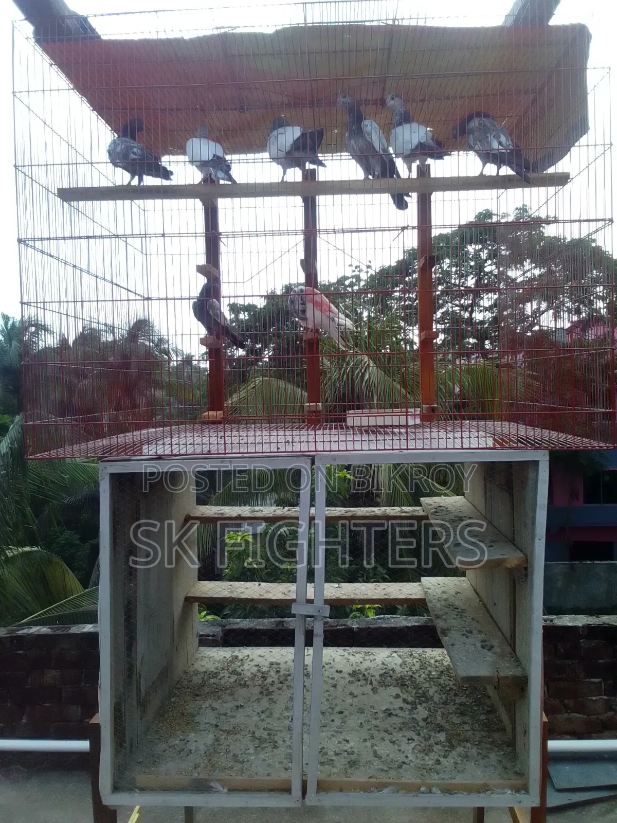 Bird/Pigeon Colony for Sale