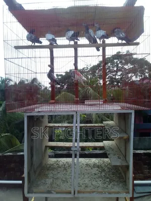 একটি পাখি/ কবুতরের কলনি বিক্রি