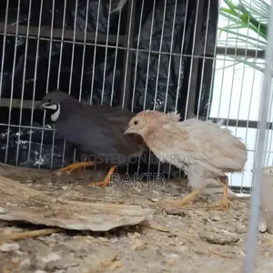 King Quail