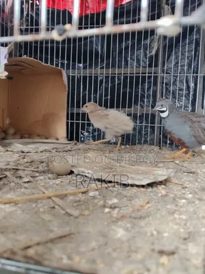 King Quail