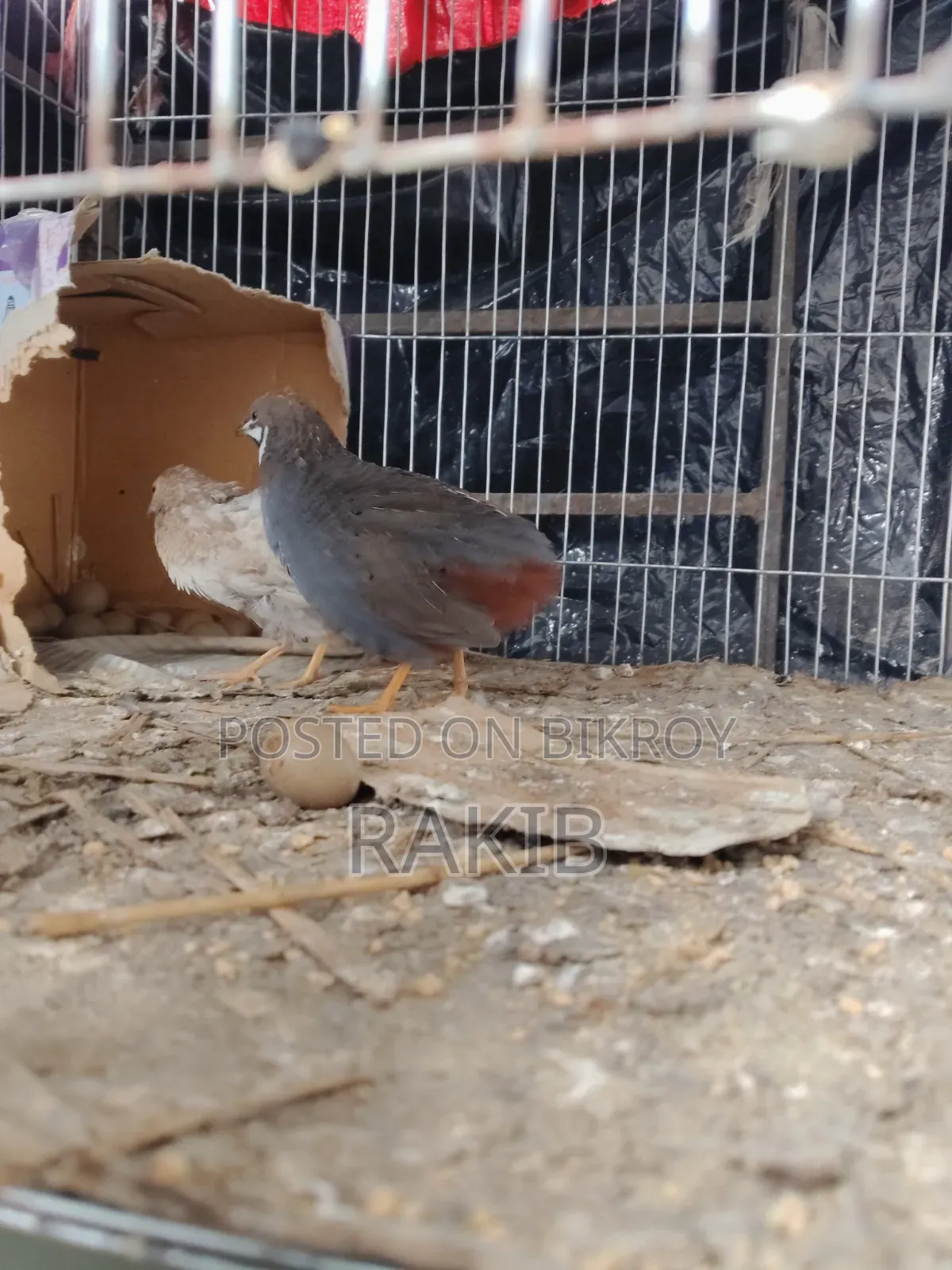King Quail