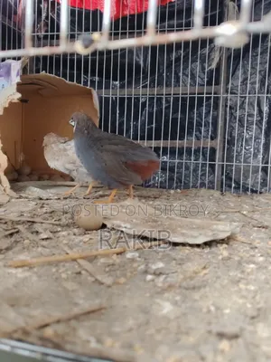 King Quail