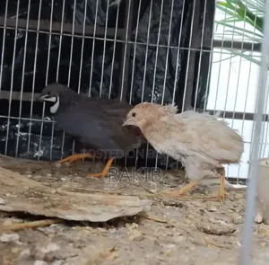 King Quail