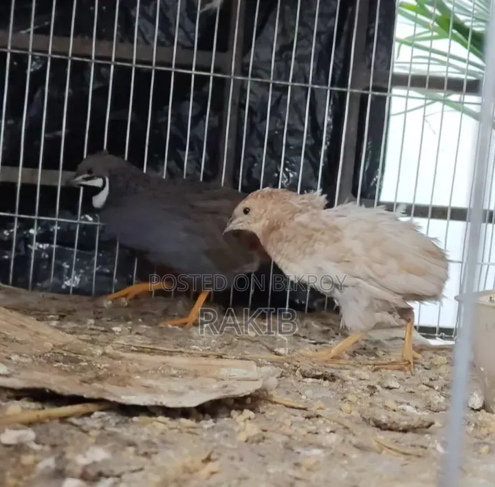 King Quail