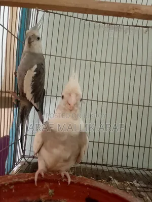 Cocktail Ringneck Pair