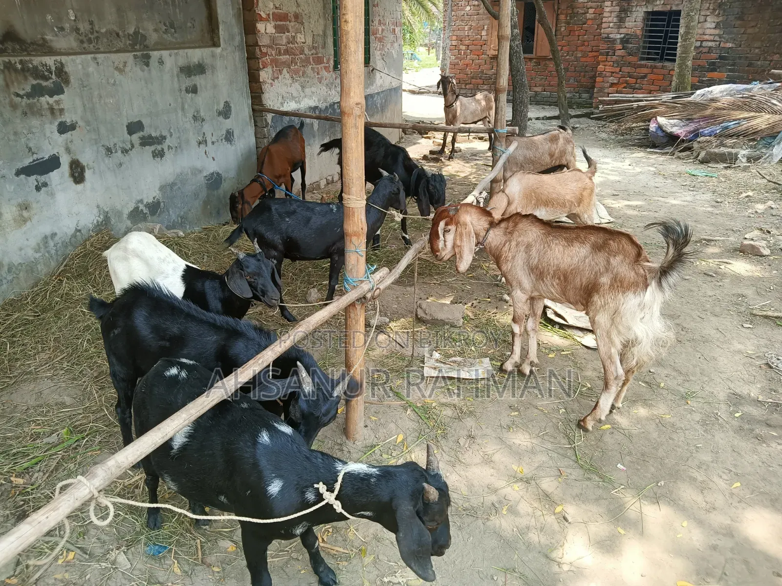 Qurbani Goat