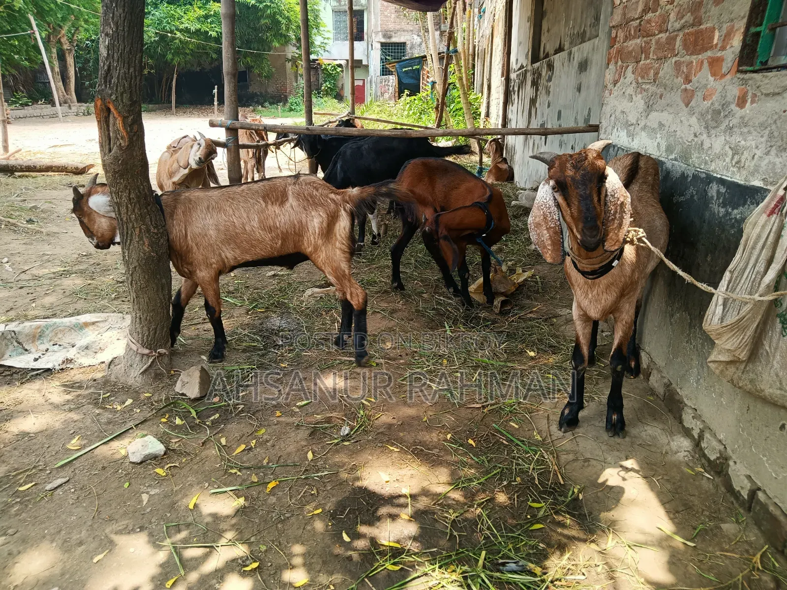 Qurbani Goat