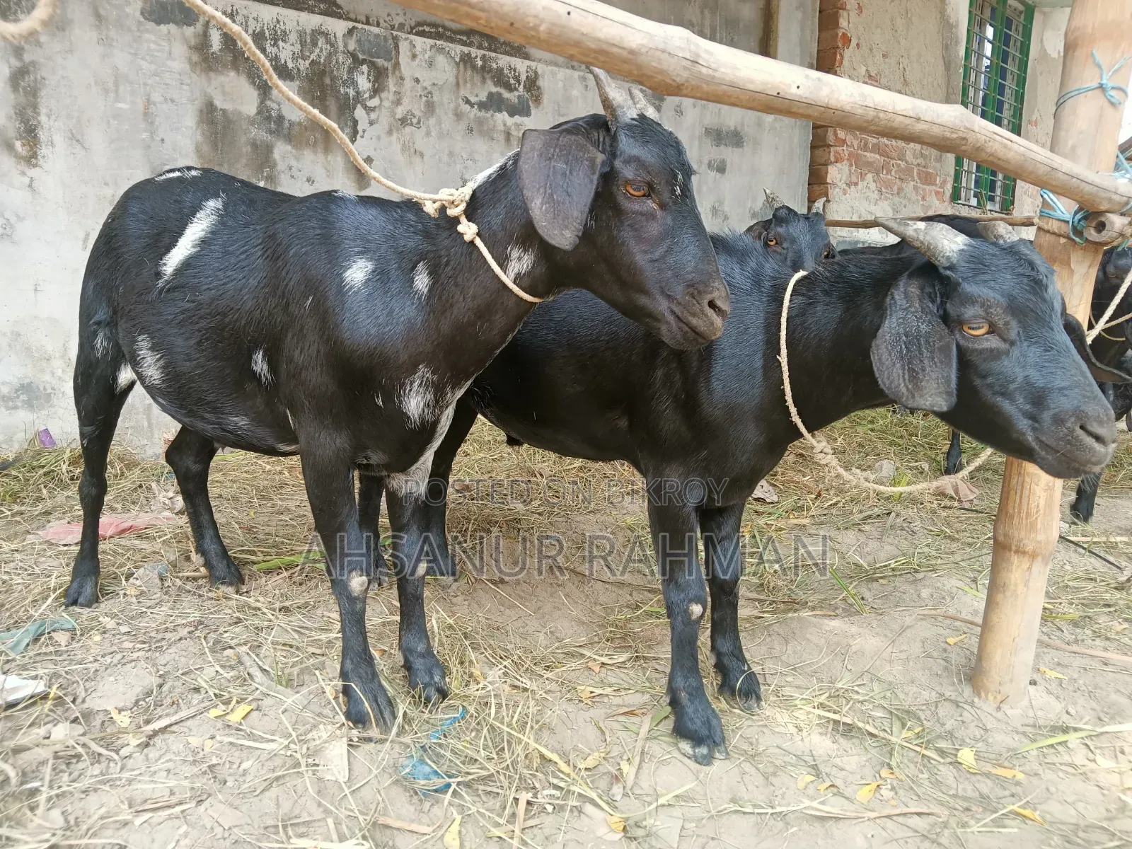 Qurbani Goat