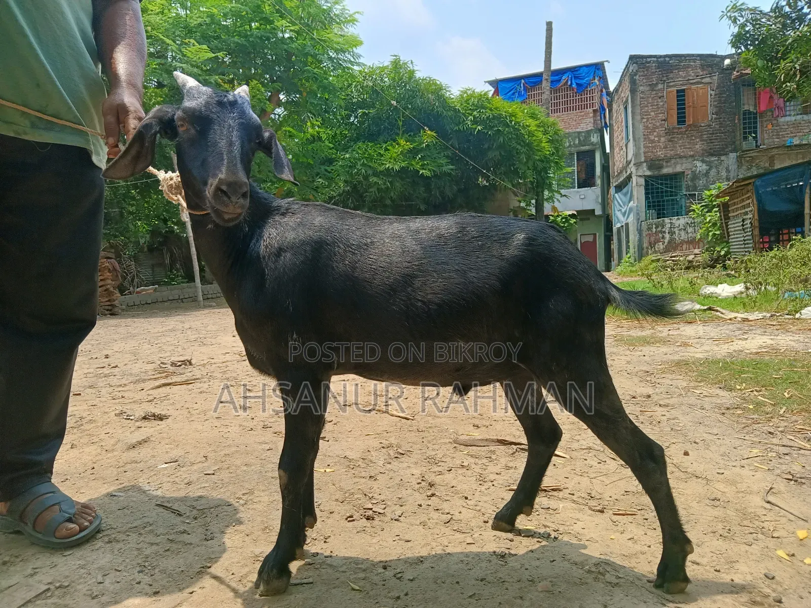 Qurbani Goat