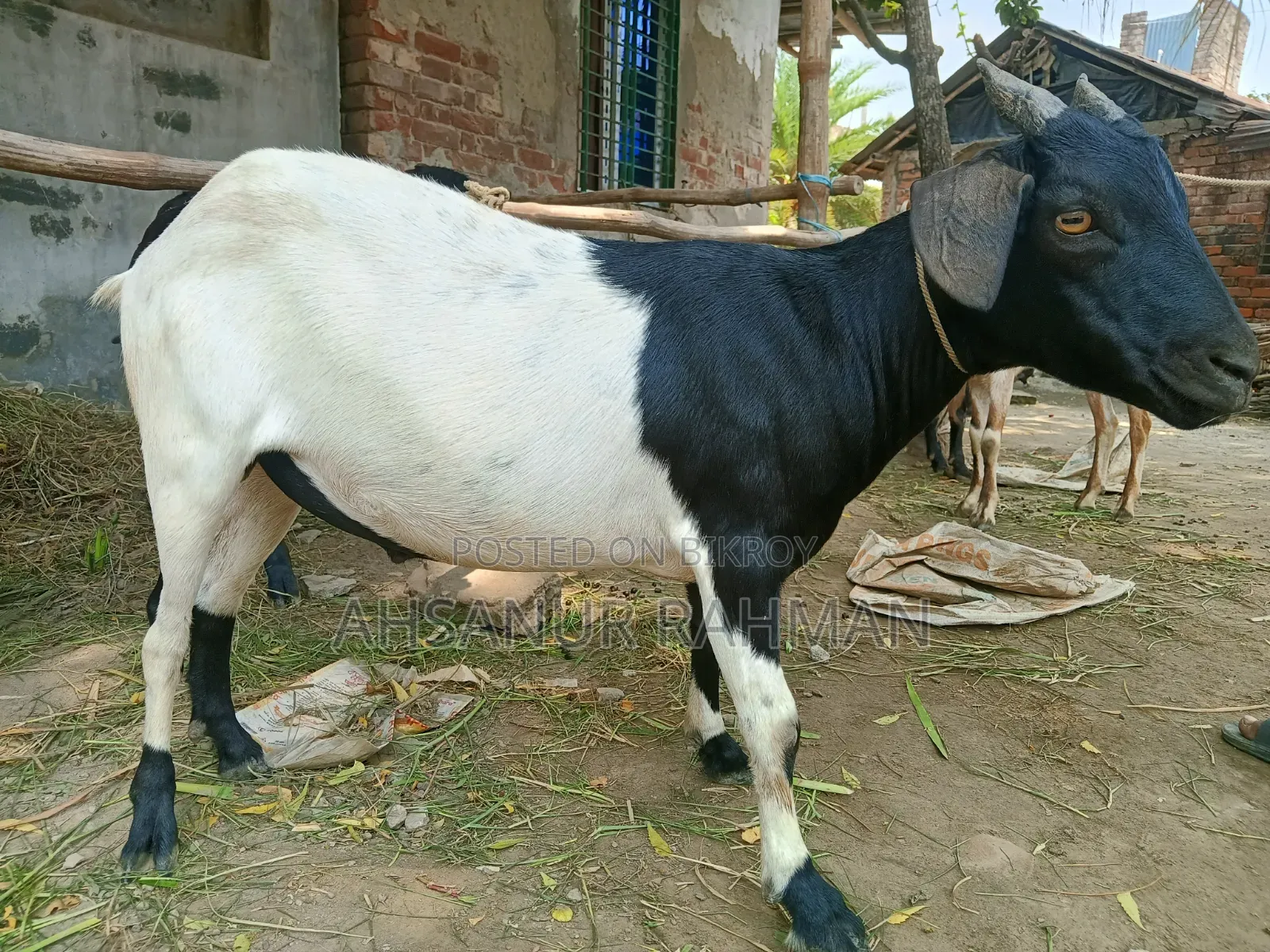 Qurbani Goat