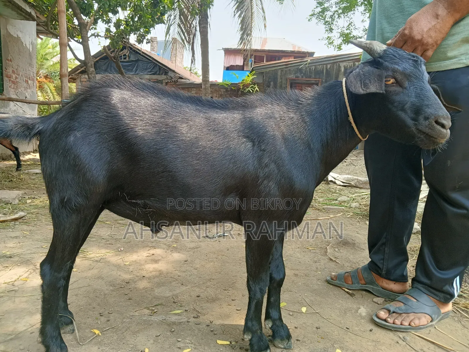 Qurbani Goat
