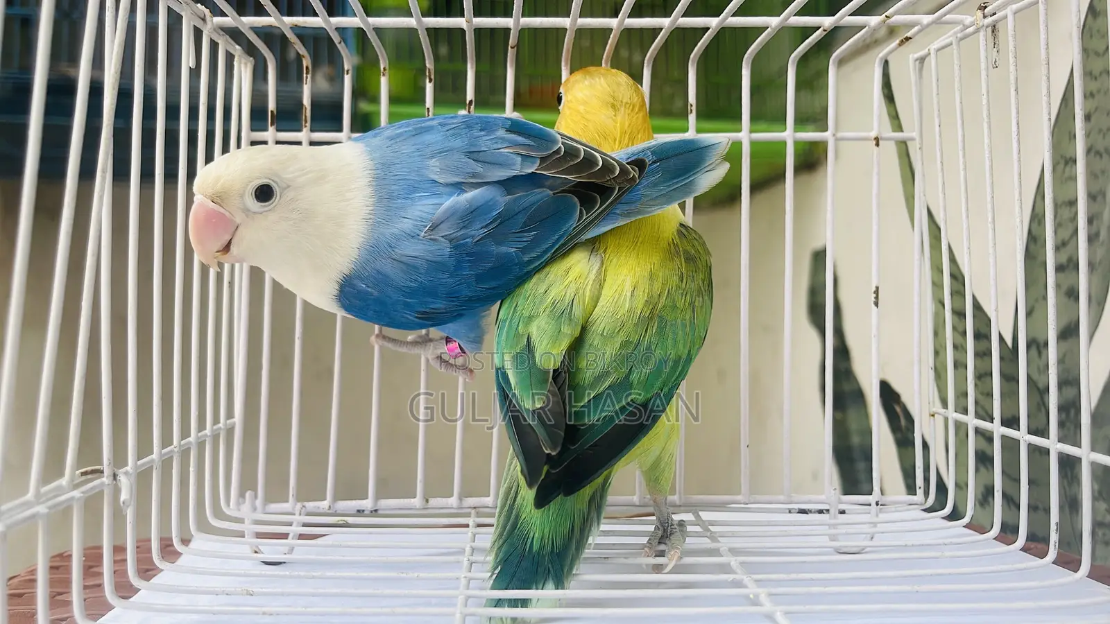 Love Bird Adults Pair