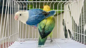 Love Bird Adults Pair