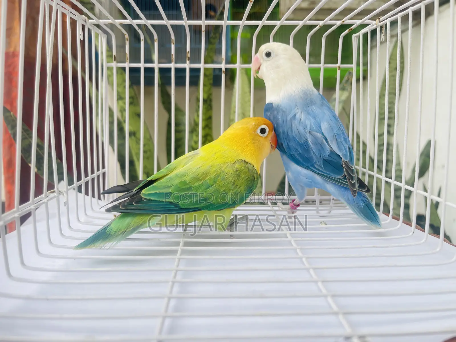 Love Bird Adults Pair