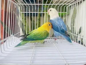 Love Bird Adults Pair