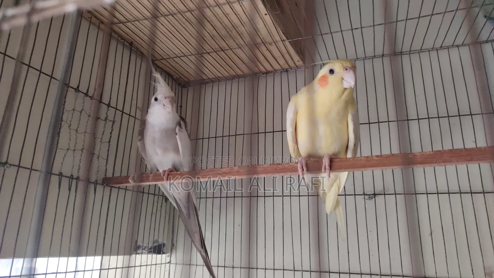 Cockatiel Birds