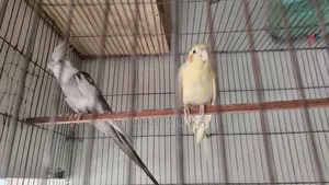 Cockatiel Birds