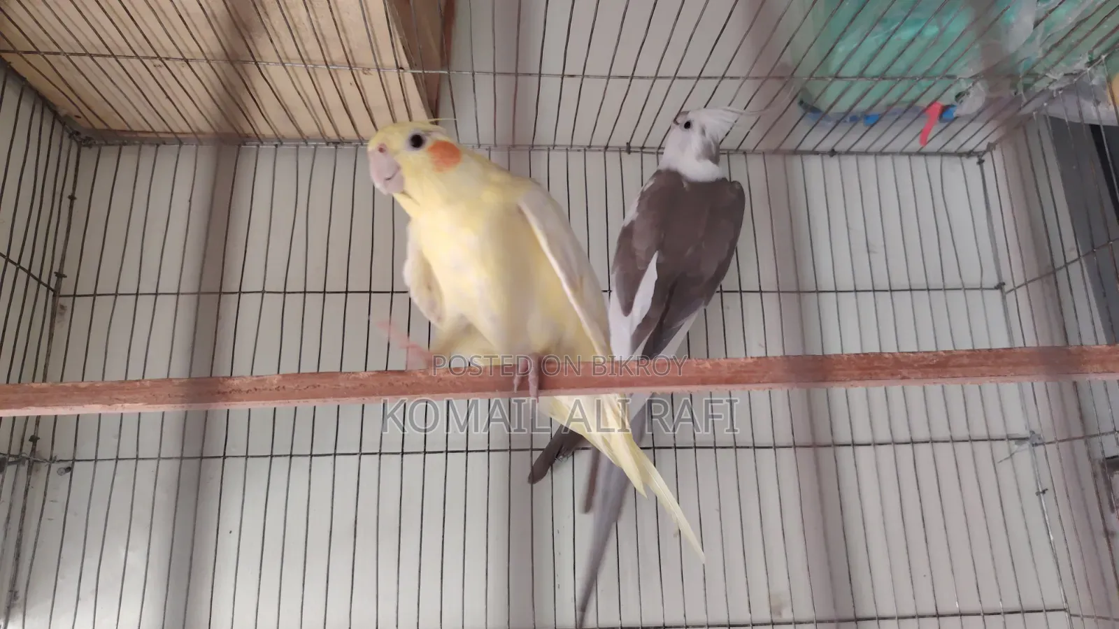 Cockatiel Birds
