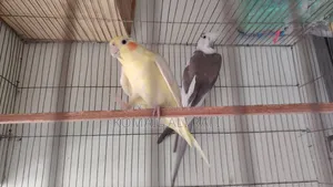 Cockatiel Birds