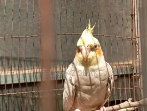 Cockatiel for Sale