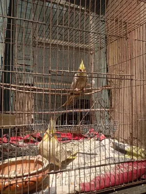 Cockatiel for Sale