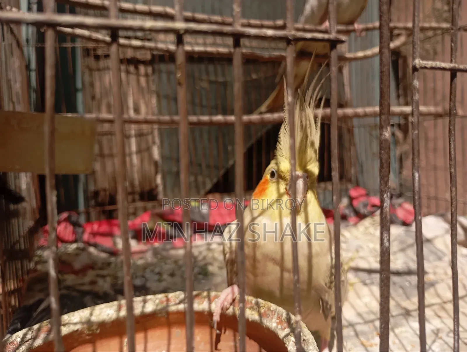 Cockatiel for Sale