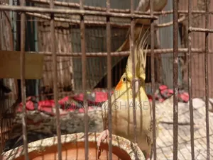 Cockatiel for Sale