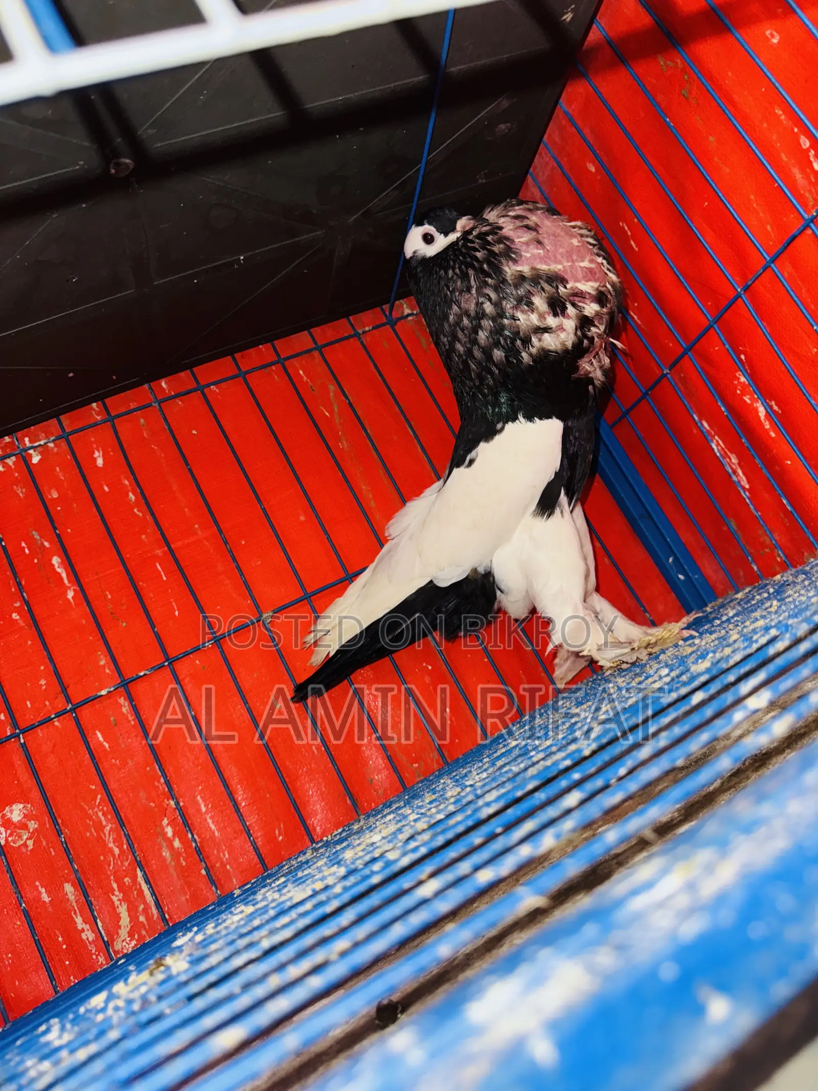 Black Pouter Running Male