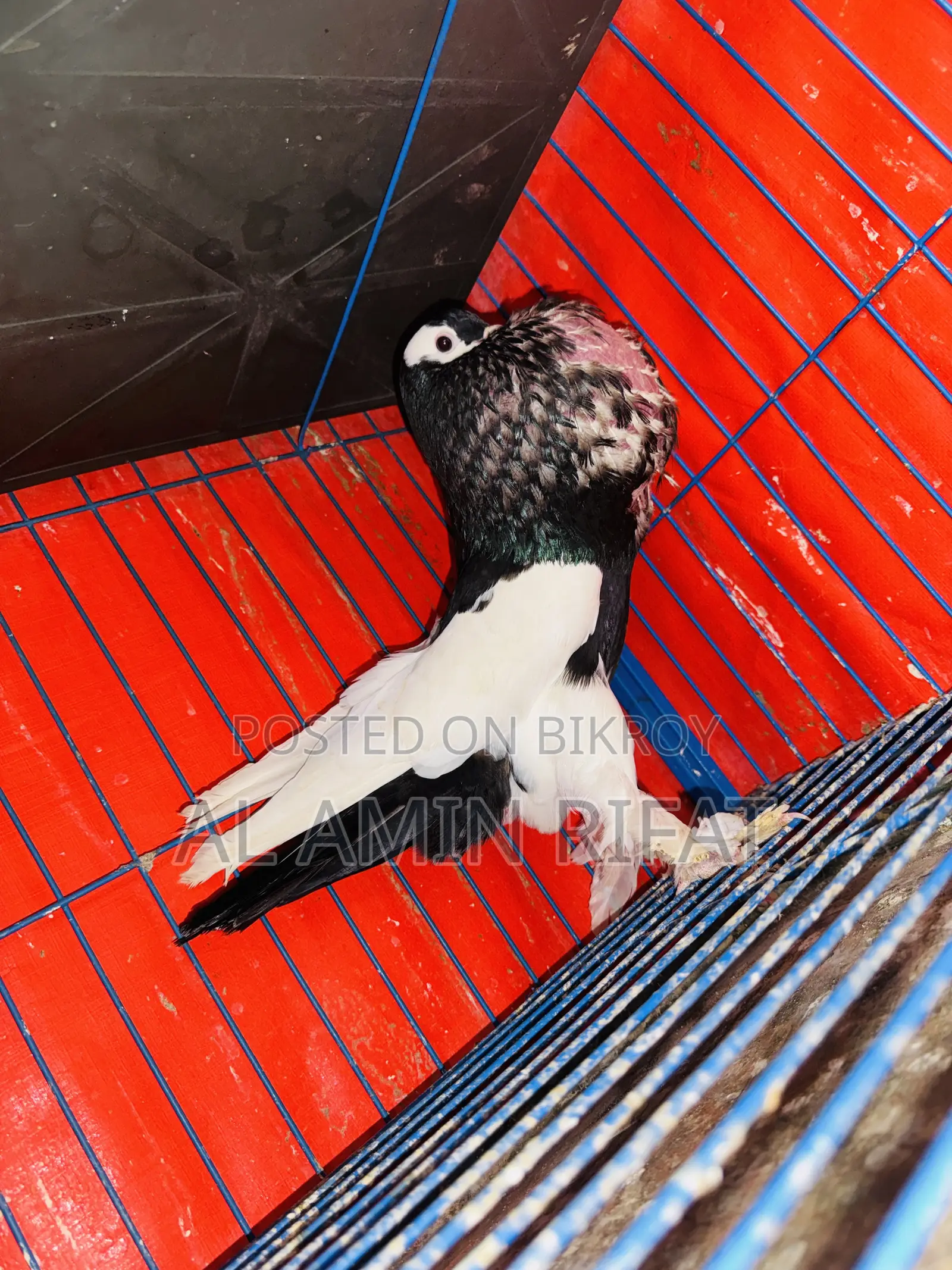 Black Pouter Running Male