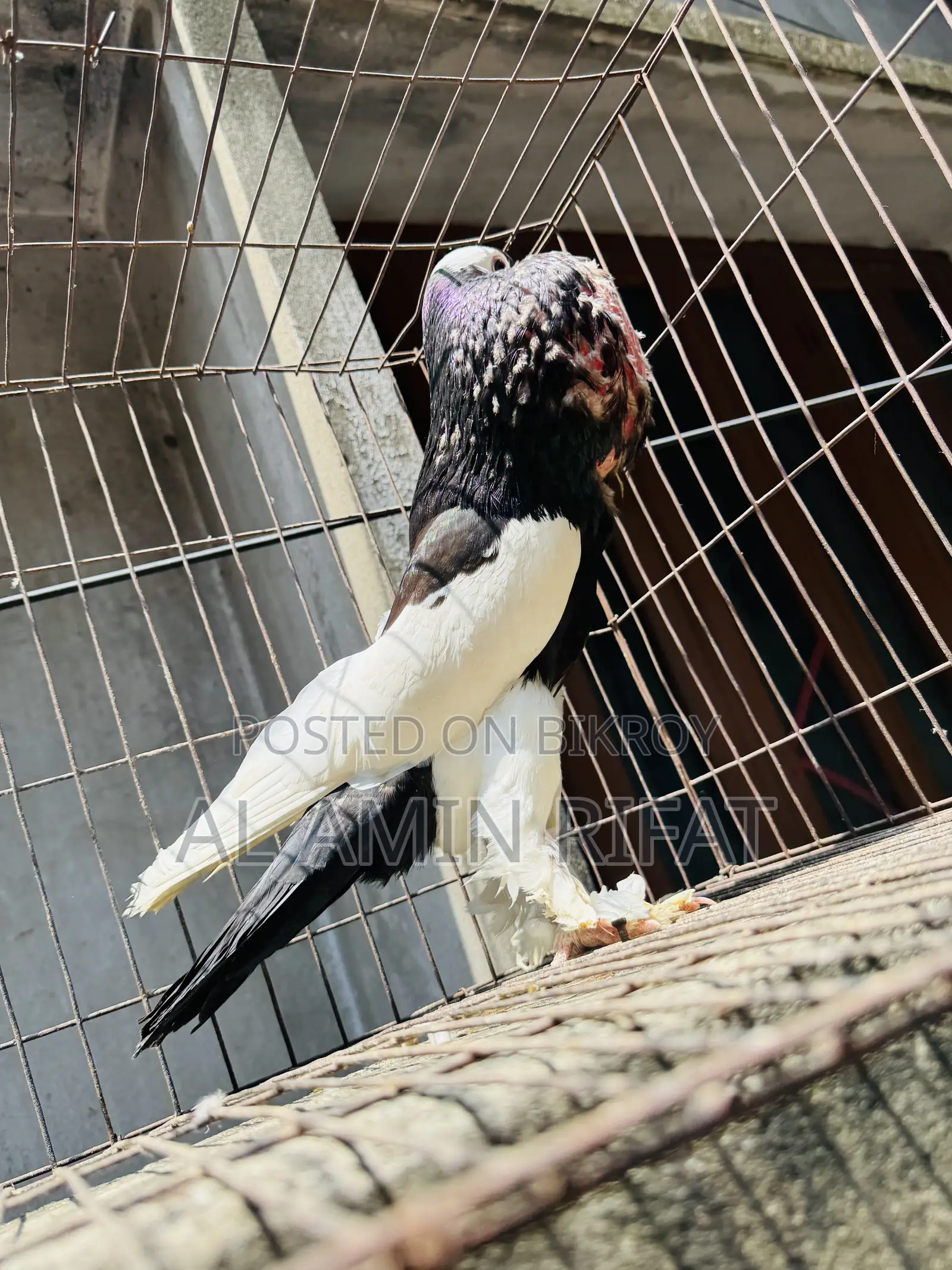 Black Pouter Running Male